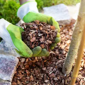 JointVive ingrediant